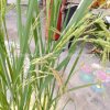 Pongal festival of Alayadivembu Divisional Secretariat-2021